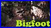 Unbelievable Bigfoot Encounter In Oregon